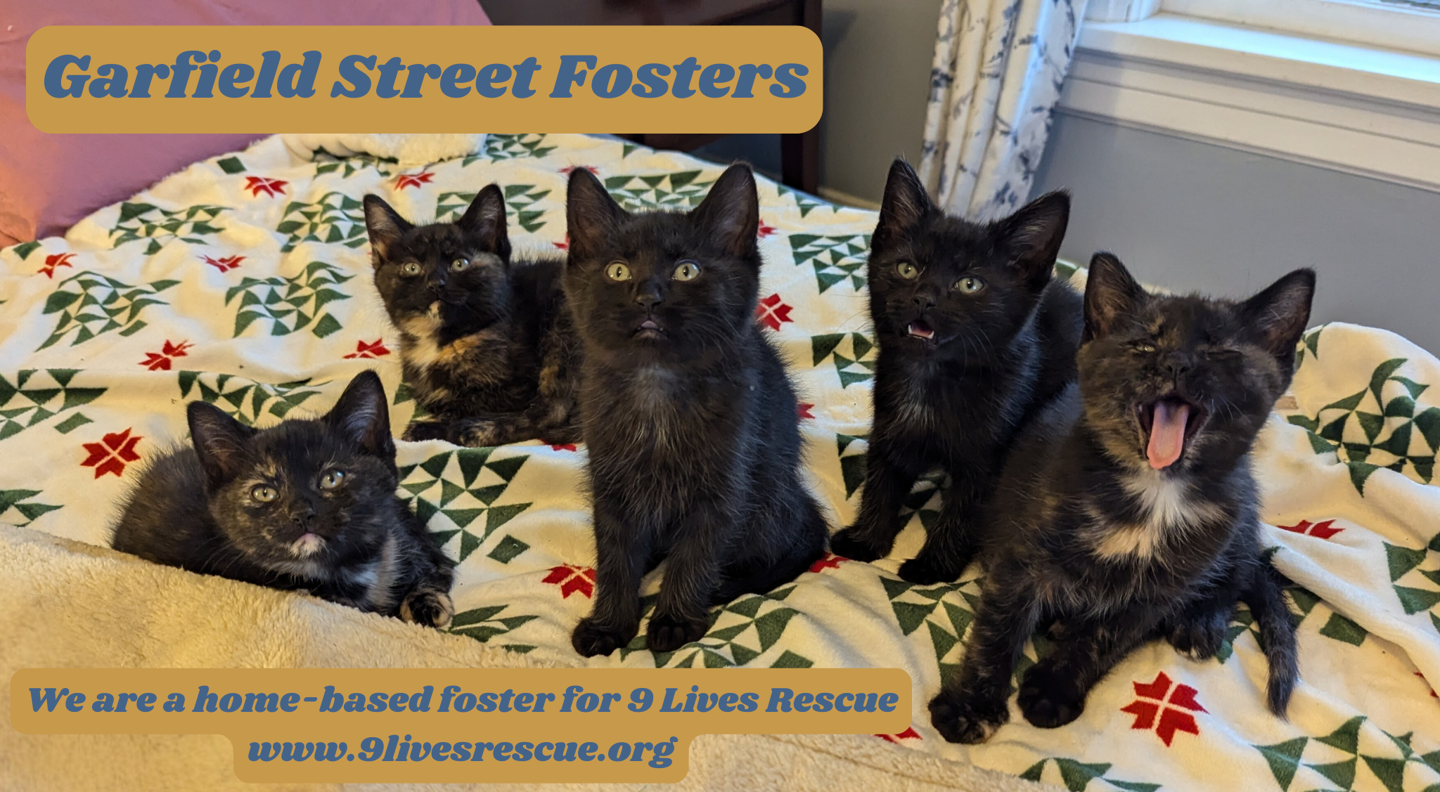 2 GRAY KITTENS CUDDLED UP IN A BED ENCOURAGE YOU TO ADOPT GARFIELD STREET FOSTER KITTENS